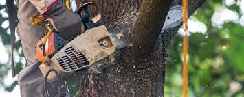 Best Fruit Tree Pruning  in St Hedwig, TX