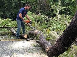 Best Seasonal Cleanup  in St Hedwig, TX