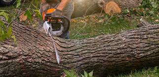 Reliable St Hedwig, TX  Tree Services Solutions