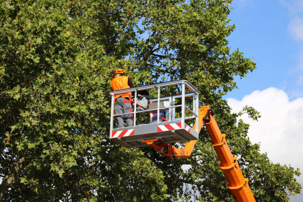 Best Tree Removal Service  in St Hedwig, TX