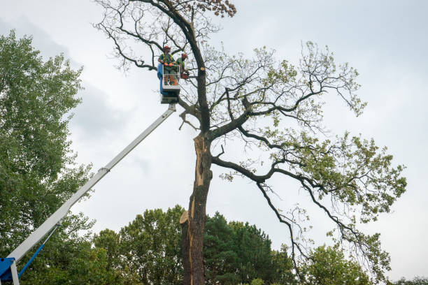 Seasonal Cleanup in St Hedwig, TX