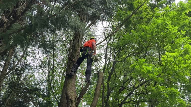 Best Utility Line Clearance  in St Hedwig, TX